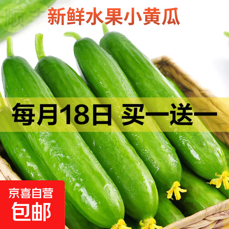 京喜加新鲜无刺水果小黄瓜小青瓜脆甜荷兰脆嫩生吃黄瓜蔬菜 水果黄瓜 1斤 净重