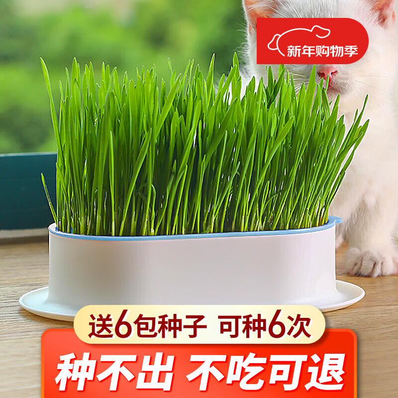 疯狂的主人猫草+6袋小麦种子盆栽无土水培薄荷化去毛球助排毛猫咪零食成幼猫