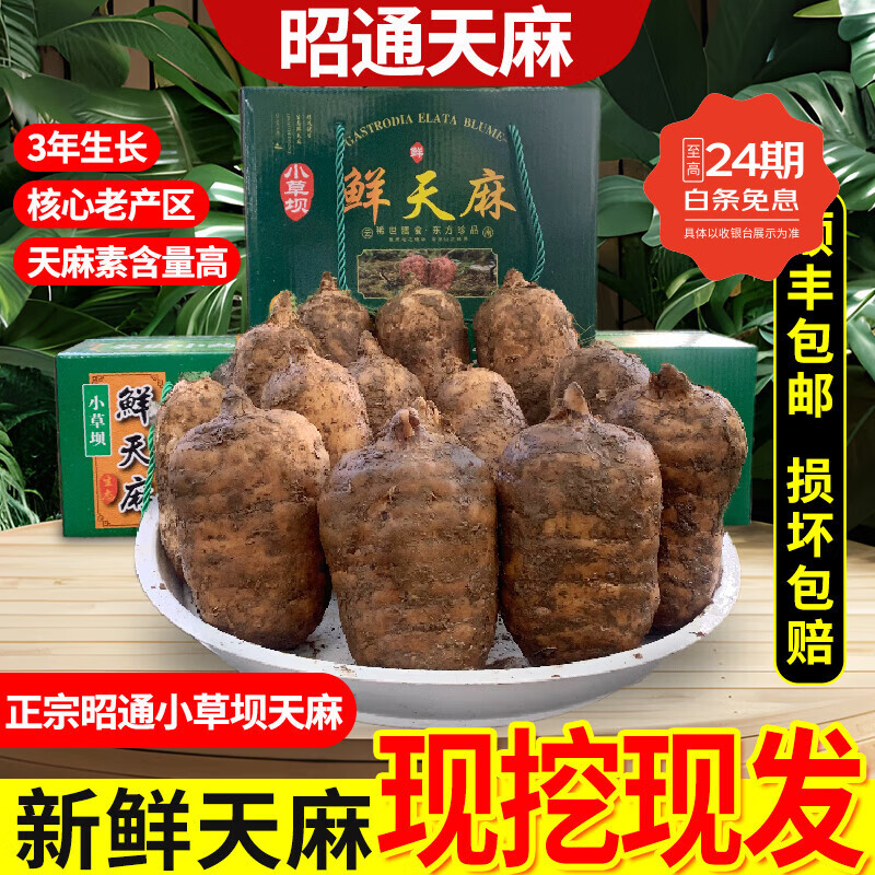 召通麻顺丰速运云南昭通小草坝天麻特级新鲜天麻深山种植现挖现发鲜大果 礼盒装 【大果5斤净果装】