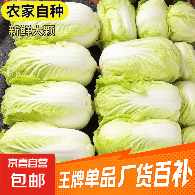 云南高原黄心娃娃菜大白菜新鲜蔬菜包心菜黄心白菜脆甜 新鲜娃娃菜1斤