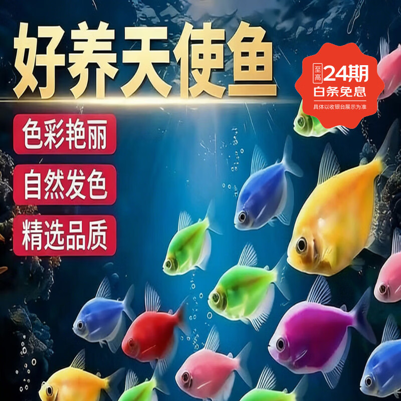 易萌七彩天使鱼活体热带鱼群游鱼高颜值紫衣蓝衣绿衣好养活观赏小鱼 1号 【包邮+发热包】3-5CM超大号 【6色以上】100条（包活80条路损20条）
