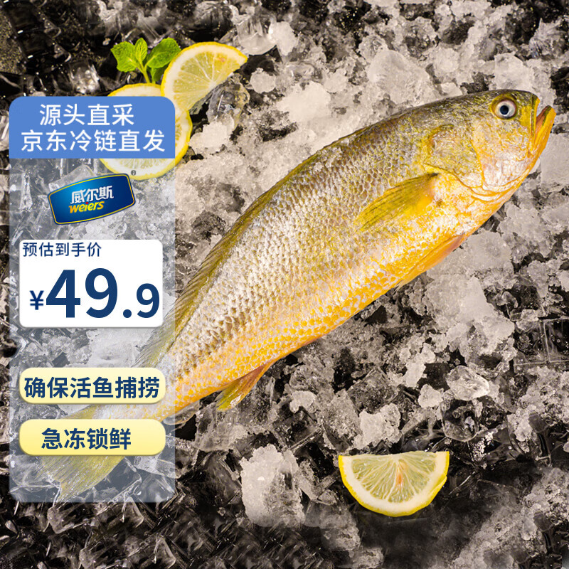 威尔斯（WEIERS）宁德大黄鱼600g 地标认证黄花鱼 深海鱼生鲜鱼类  