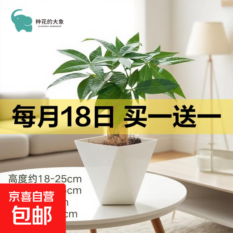 年宵花发财树盆栽春节过年绿植装饰客厅摆件懒人好养花卉植物年货 单杆发财树+方韵树脂套盆