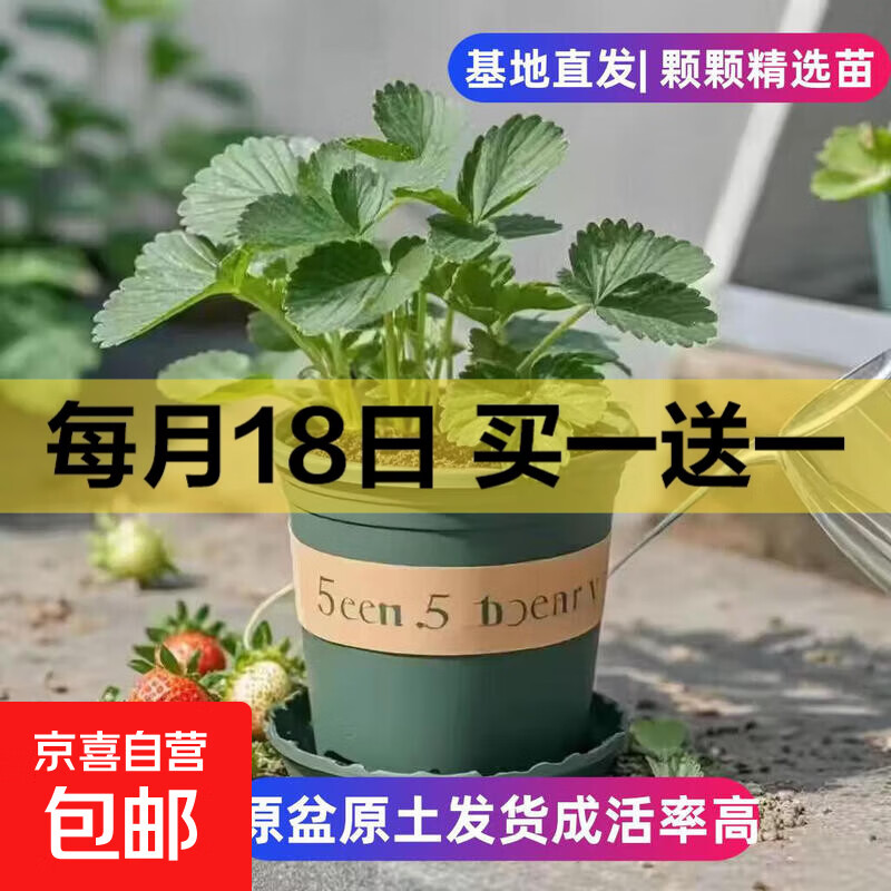 荬一宋一共2盆 11.99  红颜草莓苗 盆宋肥料 F49NUFYqDXqFHQhj CA13 - 线报酷