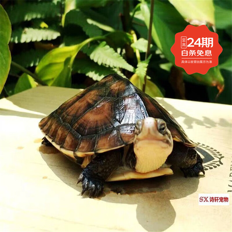 诗轩【招财旺宅】乌龟 招财石金龟 黄金龟 乌龟活体 乌龟活物  观赏龟 2-3两（约8-9厘） 一只 孤单