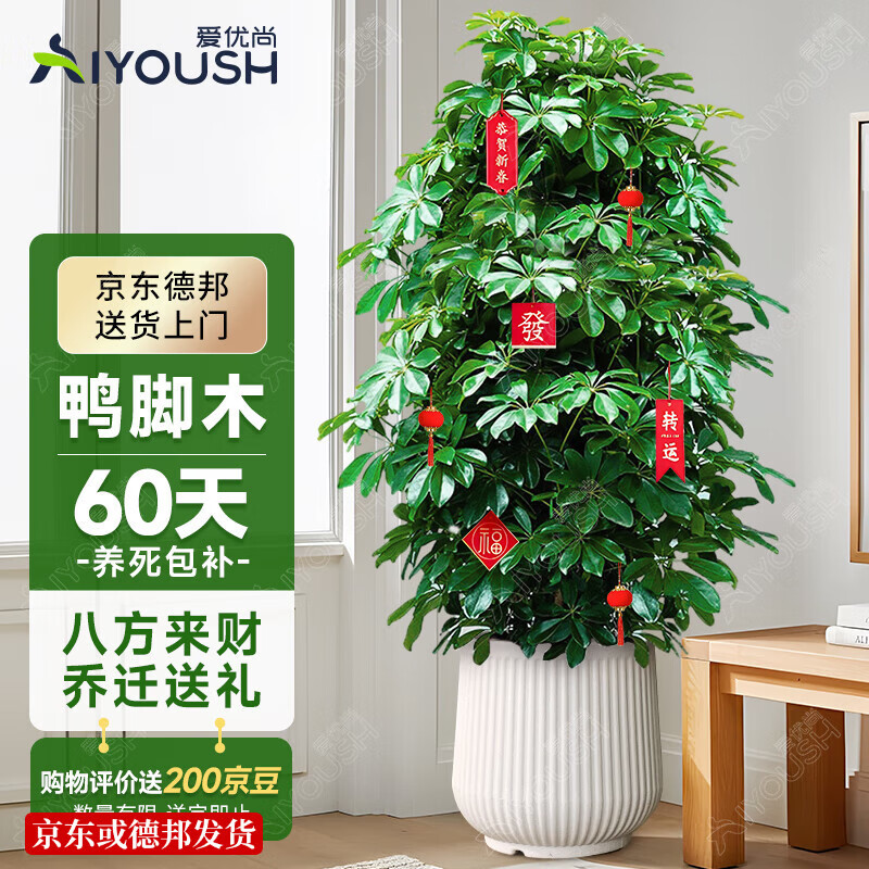 爱优尚八方来财鸭脚木客厅大型绿植盆栽室内吸甲醛乔迁发财树源头直发