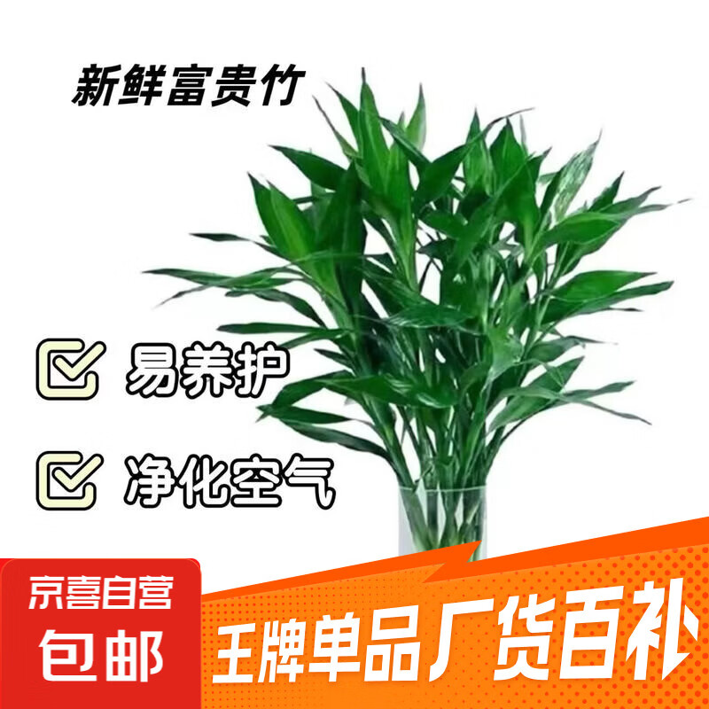 富贵竹水培绿植客厅招财花卉绿植室内办公室瓶插年宵花春节装饰 10支富贵竹65cm