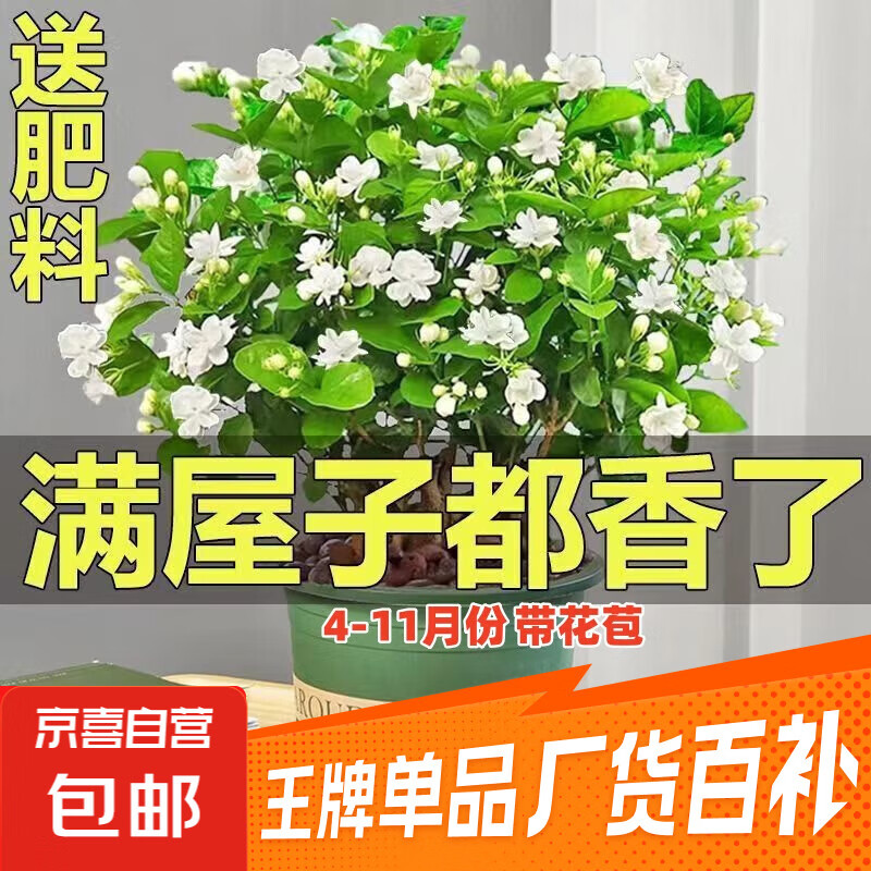 茉莉花苗盆栽带花苞九里香老桩驱蚊花卉植物室内浓香四季开花好养 大份茉莉花【4-6颗】花苞饱满 不含盆