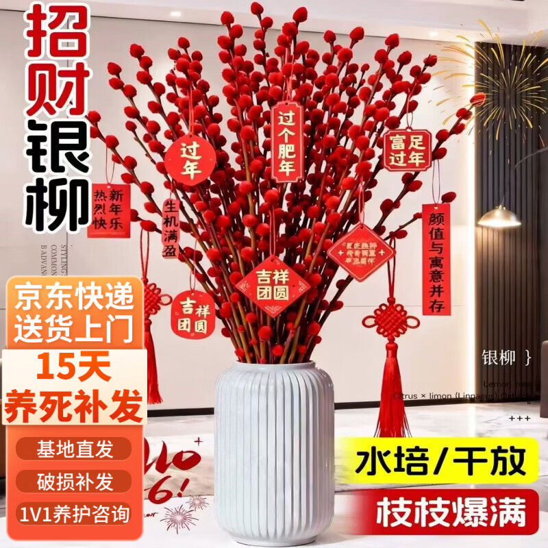 行湘银柳鲜枝年宵花卉 红色银柳60cm高30支+随机卡片 不含盆 源头直发