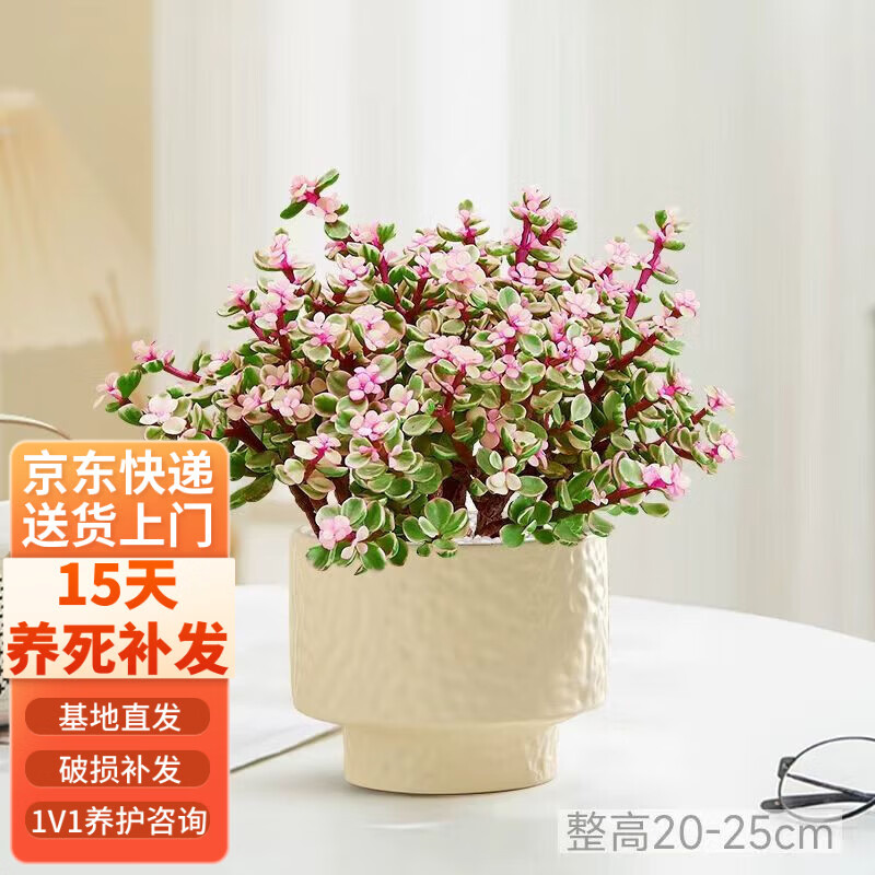 ���ڲ�������������֮�����ֲ�ﻨ��ϲ�� ��֦����֮��+��ɫ��ܽ�մ���Դͷֱ�� 22.8Ԫ