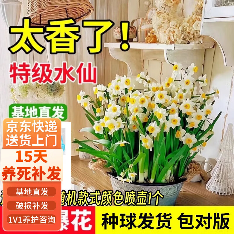 行湘水仙花种球水培花卉 漳州水仙大球4个周长16-18cm不含盆 源头直发