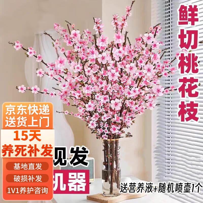 行湘水培鲜枝干枝花卉植物盆栽[遇水开花]桃花枝60-70cm10支 源头直发