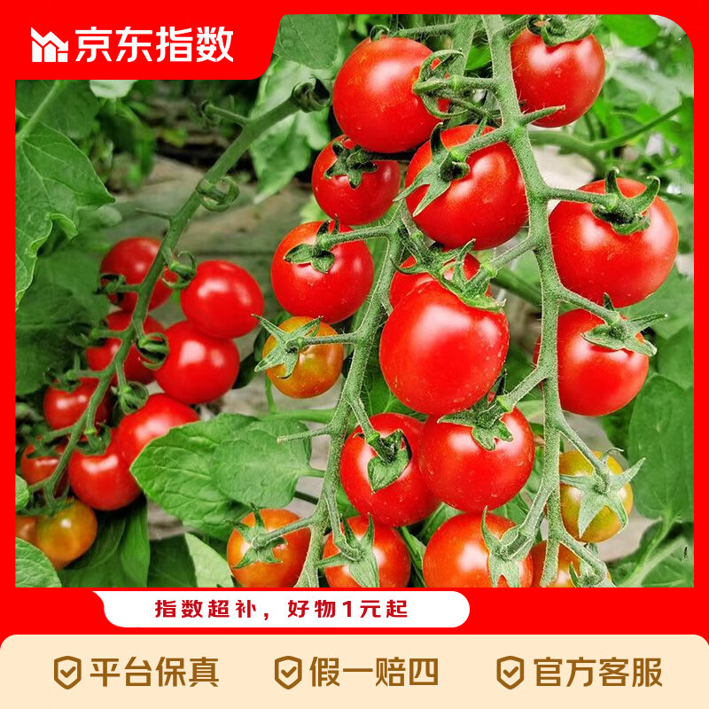 广西红色圣女果小番茄新鲜水果沙拉新鲜 超实惠5斤装（净重4.5斤）单果6g+