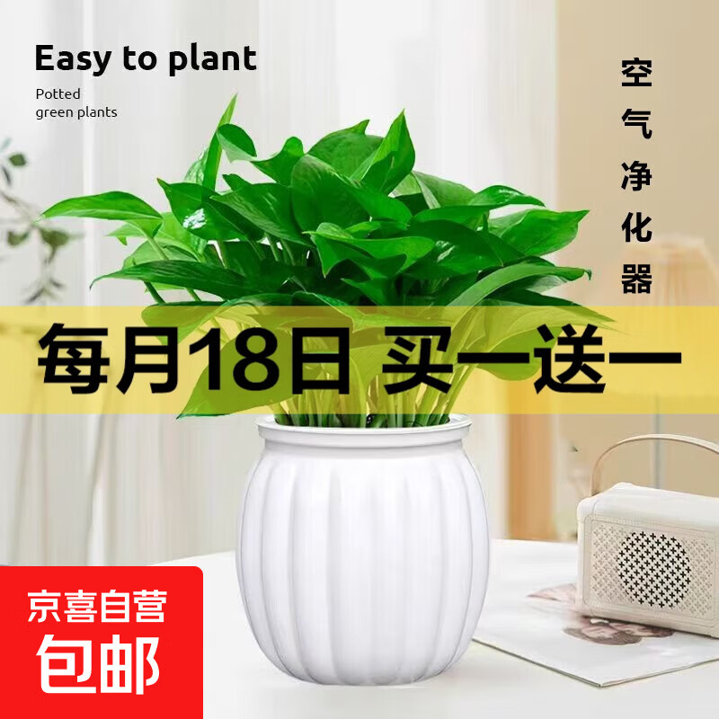 特价绿萝盆栽室内客厅办公室吸甲醛净化空气水培植物绿植花卉好养 【1盆】绿萝+白色南瓜盆自吸水 整体含盆高度20-25cm