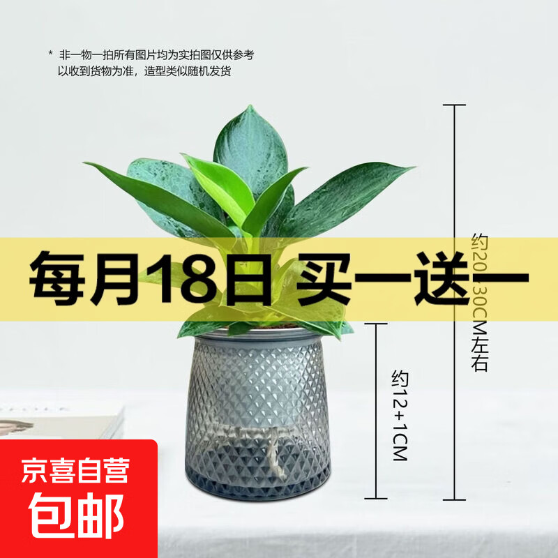 大叶金钻绿公主盆栽植物除甲醛绿植办公室四季常青室内客厅摆放全 【1盆】金钻+灰繁星吸水盆 含盆高度15-20厘米
