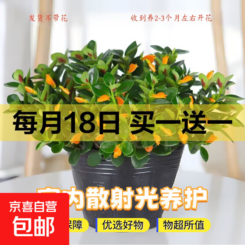 四季常青金鱼花吊兰盆栽室内绿植花卉多肉植物发财树好养易活客厅 金鱼吊兰【整盆20-30颗】原盆土