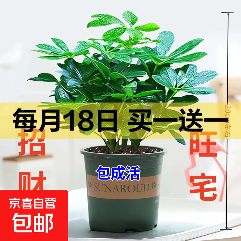 【八方来财】发财树鸭脚木盆栽四季常青桌面防辐射花卉盆景 八方来财20厘米4颗【加仑盆】 送肥料
