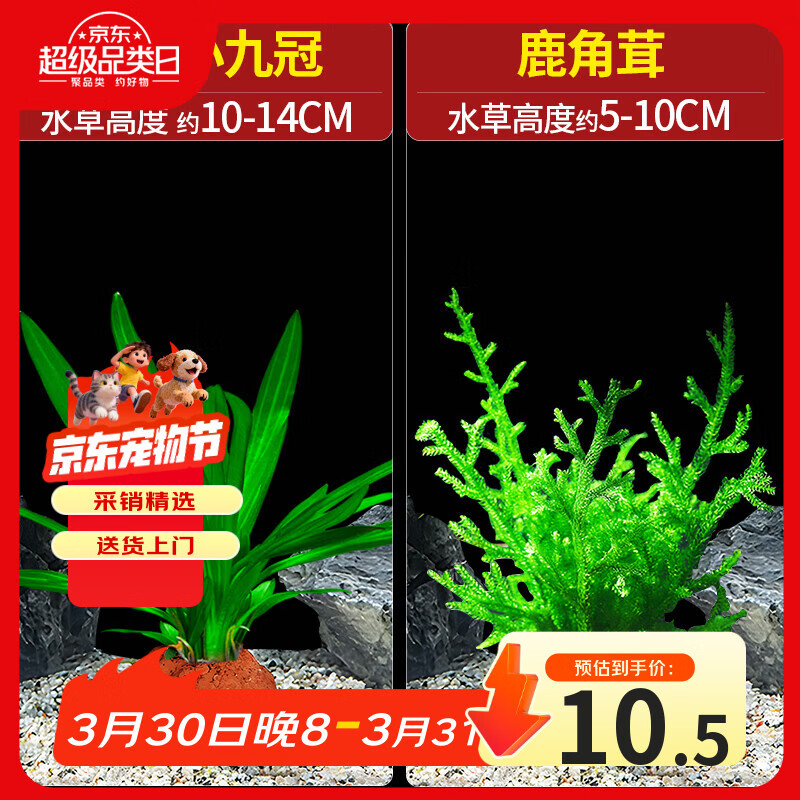 疯狂水草免种植懒人造景水培鱼缸水草直接入缸小九冠草鹿角茸源头直发包邮
