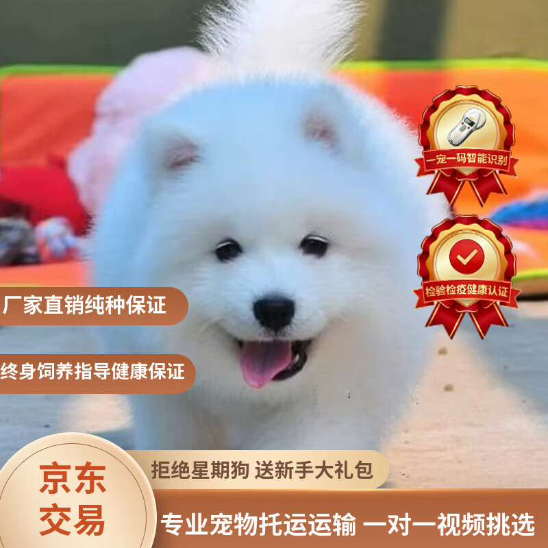 采蘩纯种萨摩耶幼犬大骨架雪橇犬 宠物级 公