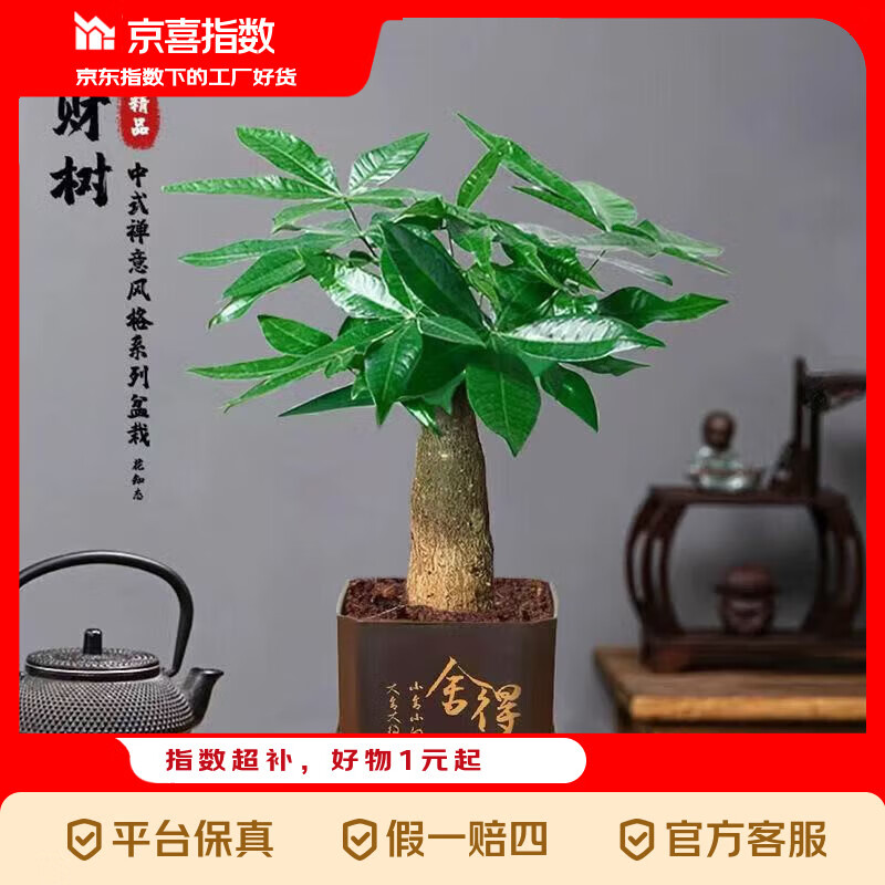 京喜指数【带盆高度约15-25cm】发财树盆栽室内植物办公室吸甲醛 单杆发财树+塑料节节高升盆+小方底座 花盆直径约8cm