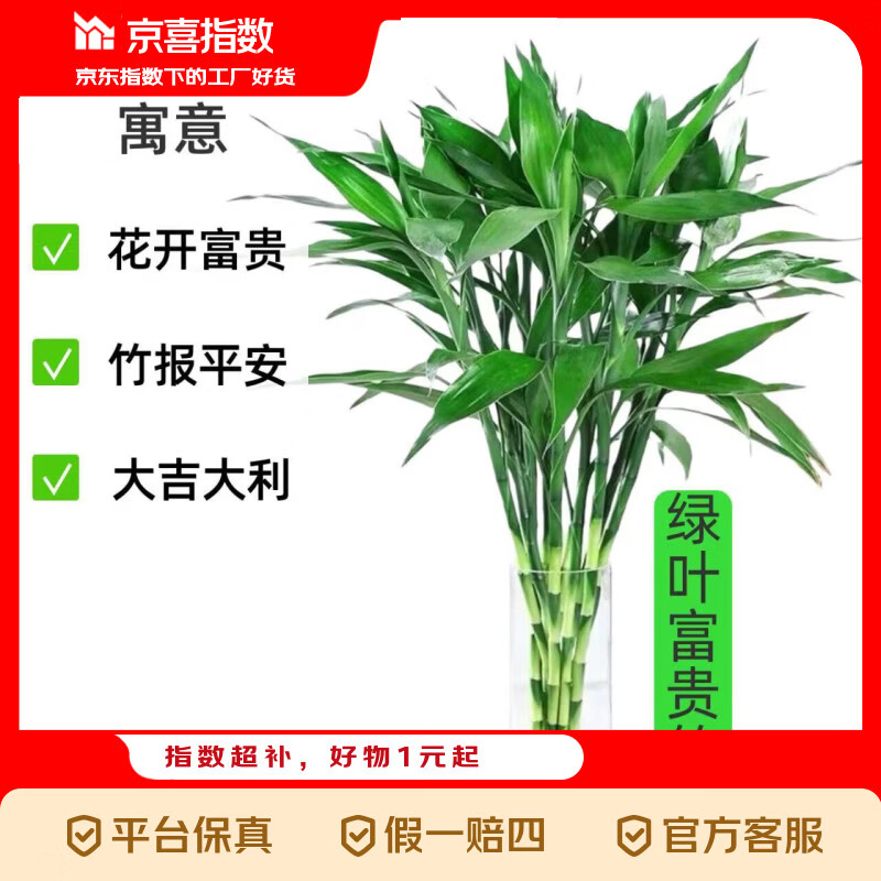 京喜指数富贵竹水培绿植客厅招财花卉绿植室内办公室瓶插 10支富贵竹65cm