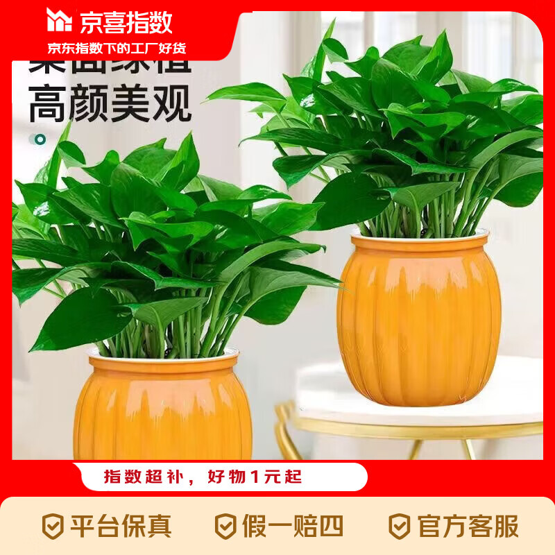 京喜指数绿萝盆栽吸甲醛净化空气绿植物懒人花卉好养搬家礼物全 【畅销2盆】绿萝+橙色南瓜盆自吸水 整体含盆高度20-25cm