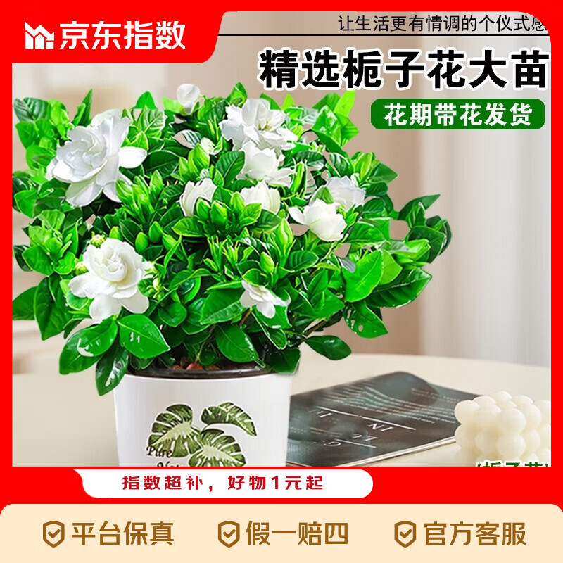 栀子花盆栽四季卉植物室内绿萝绿植茉莉花带花苞开花好养树苗植物 精品90#栀子花带花苞（原盆土）【两盆特惠】 送营养液