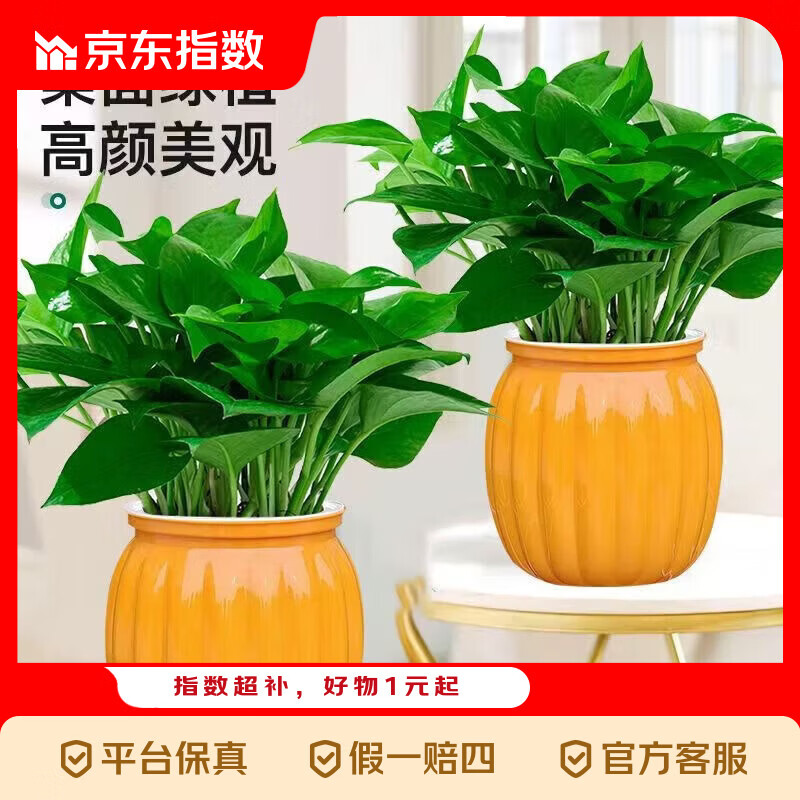 绿萝盆栽吸甲醛净化空气绿植物懒人花卉好养搬家礼物全 【畅销2盆】绿萝+橙色南瓜盆自吸水 整体含盆高度20-25cm