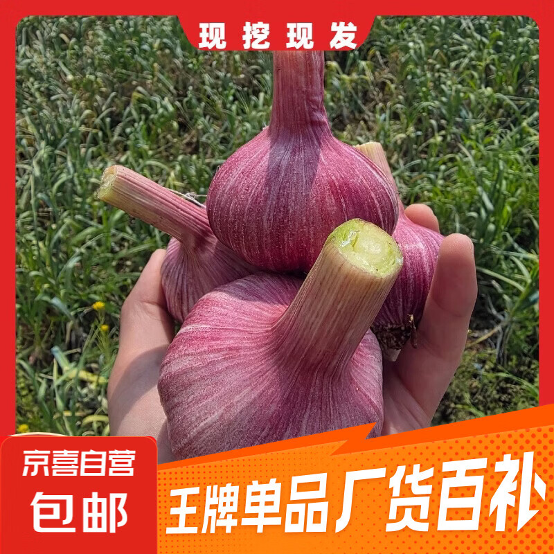 云南正宗紫皮大蒜现挖新鲜多瓣湿蒜鲜蒜糖蒜专用大蒜头 家庭款鲜蒜2斤中果