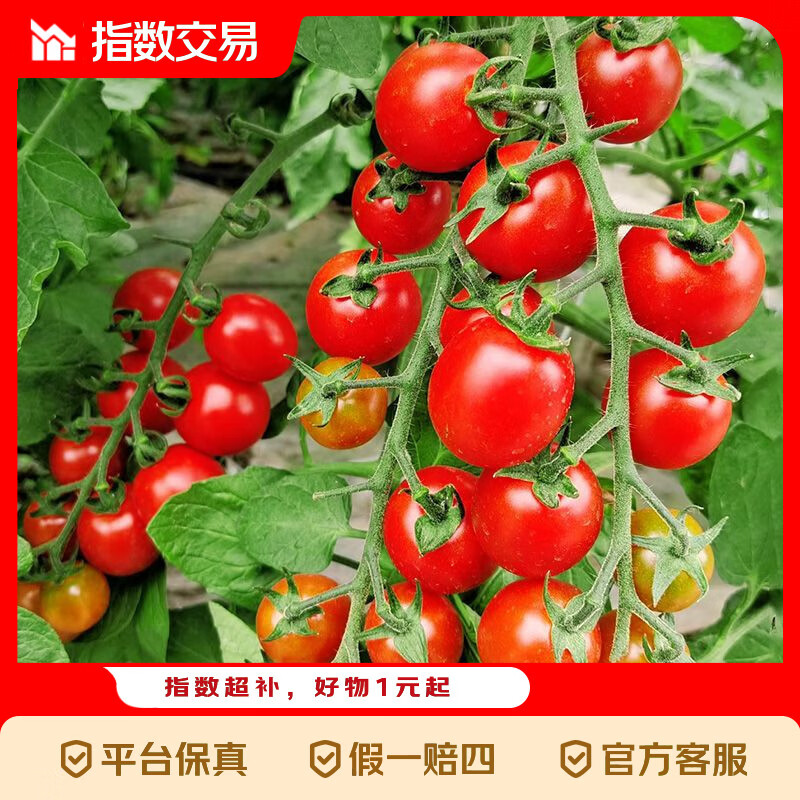 广西红色圣女果小番茄新鲜水果沙拉新鲜 超实惠5斤装（净重4.5斤）单果6g+