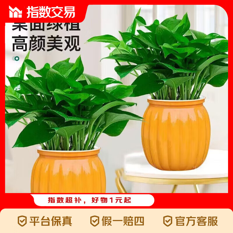 绿萝盆栽吸甲醛净化空气绿植物懒人花卉好养搬家礼物全 【畅销2盆】绿萝+橙色南瓜盆自吸水 整体含盆高度20-25cm
