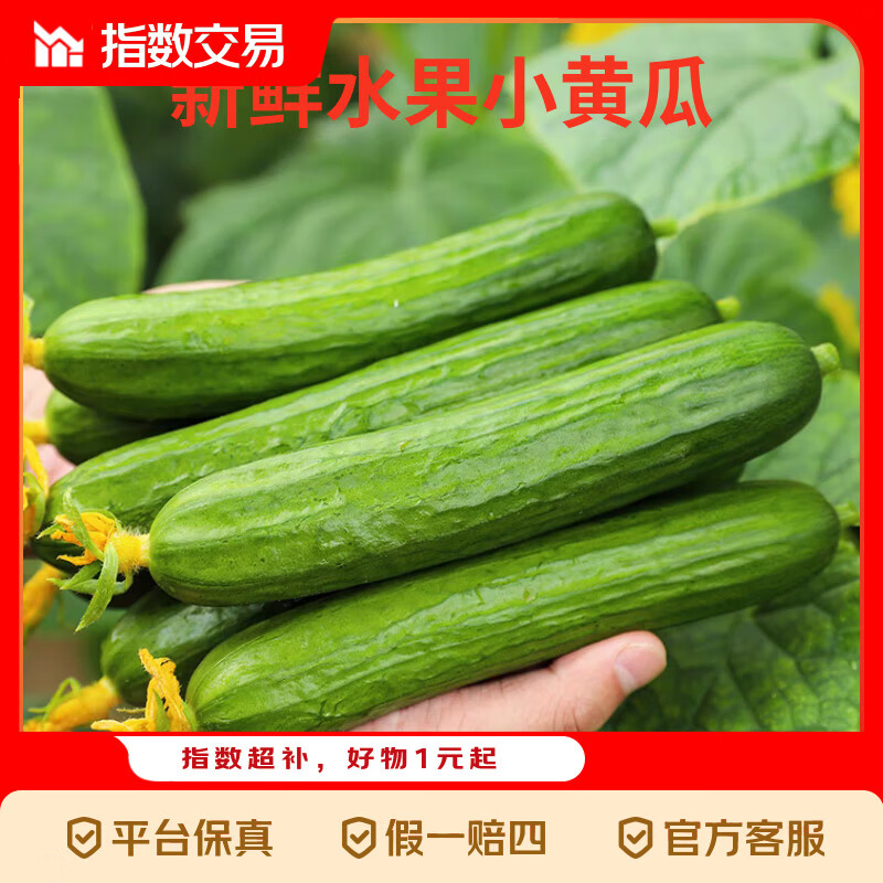 新鲜无刺水果小黄瓜小青瓜脆甜荷兰脆嫩生吃黄瓜蔬菜 泡沫箱装 4斤