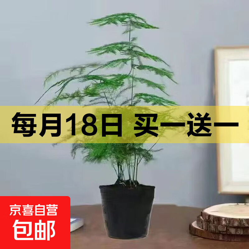 文竹盆栽绿植花卉盆景植物室内客厅水培文松云竹文竹大苗四季常青 小文竹【1颗】原盆原土球发货 高度15-25cm