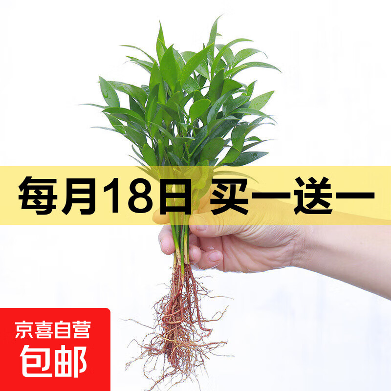 夏季水培驱蚊竹植物室内客厅水养绿植花卉盆栽办公室桌面四季好养 驱蚊竹柏5棵(裸根)+营养液 标准