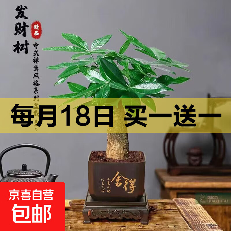 【带盆高度约15-25cm】发财树盆栽室内植物客厅办公室吸甲醛好养 单杆发财树+塑料四方舍得盆+小方底座 花盆直径约8cm