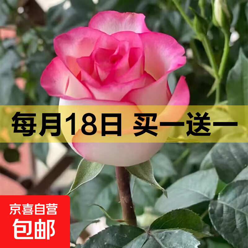 玫瑰花苗老桩绿植物盆栽月季蔷薇老根室内外阳台庭院特大花卉四季 3爱莎（老桩苗四季开花）