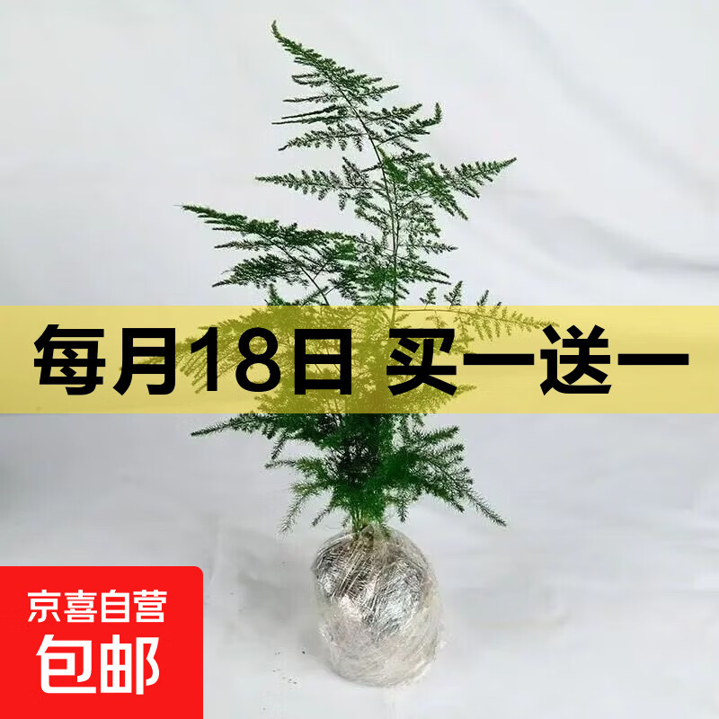 文竹盆栽室内桌面绿植客厅四季常青办公室净化好养空气盆景植物 文竹【15-20厘米左右】一盆
