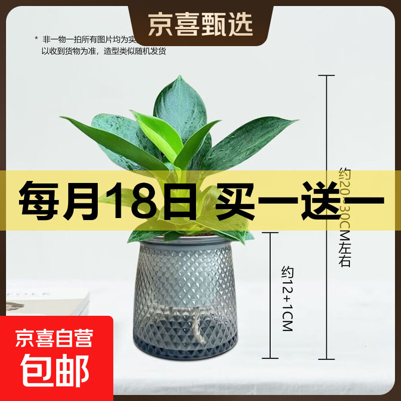 大叶金钻绿公主盆栽植物除甲醛绿植办公室四季常青室内客厅摆放全 【1盆】金钻+灰繁星吸水盆 含盆高度15-20厘米