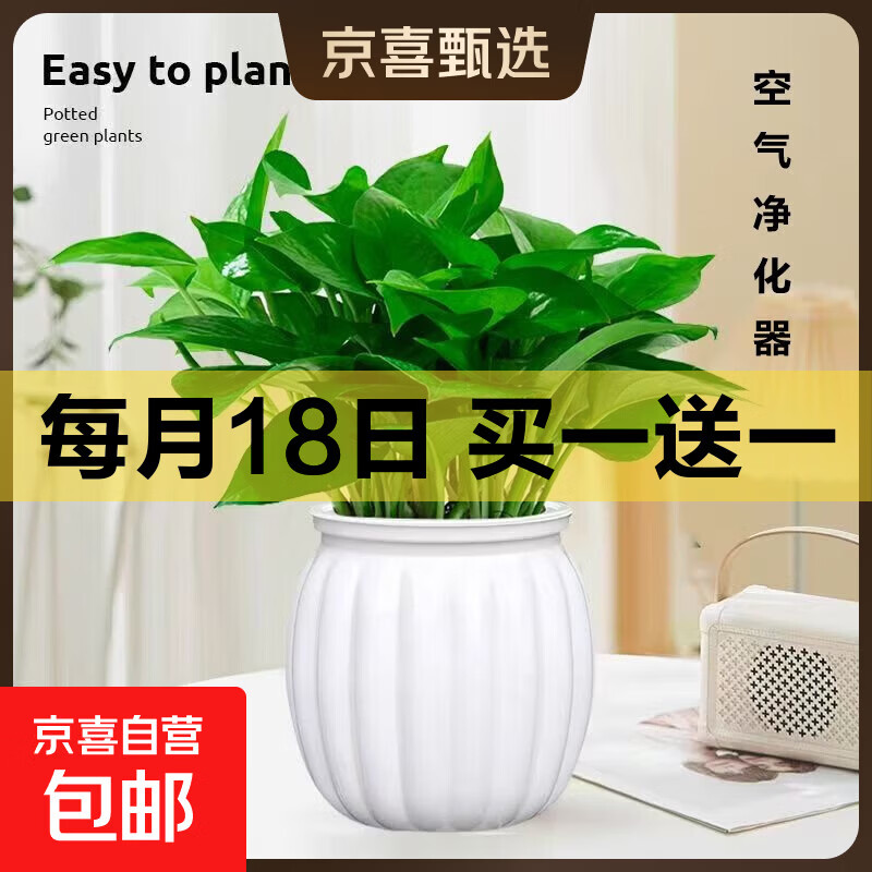 特价绿萝盆栽室内客厅办公室吸甲醛净化空气水培植物绿植花卉好养 【1盆】绿萝+白色南瓜盆自吸水 整体含盆高度20-25cm