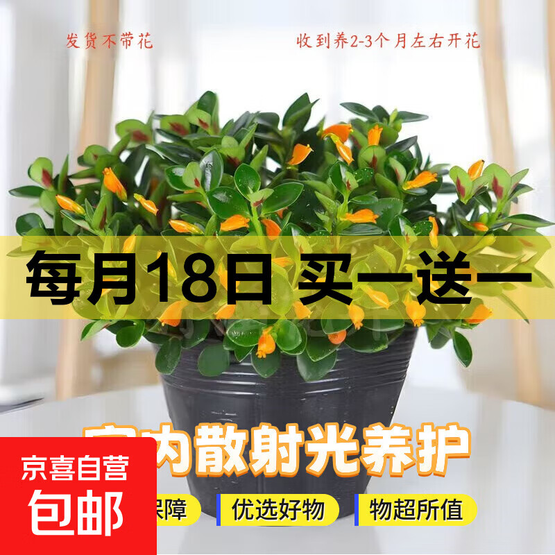 四季常青金鱼花吊兰盆栽室内绿植花卉多肉植物发财树好养易活客厅 金鱼吊兰【整盆20-30颗】原盆土