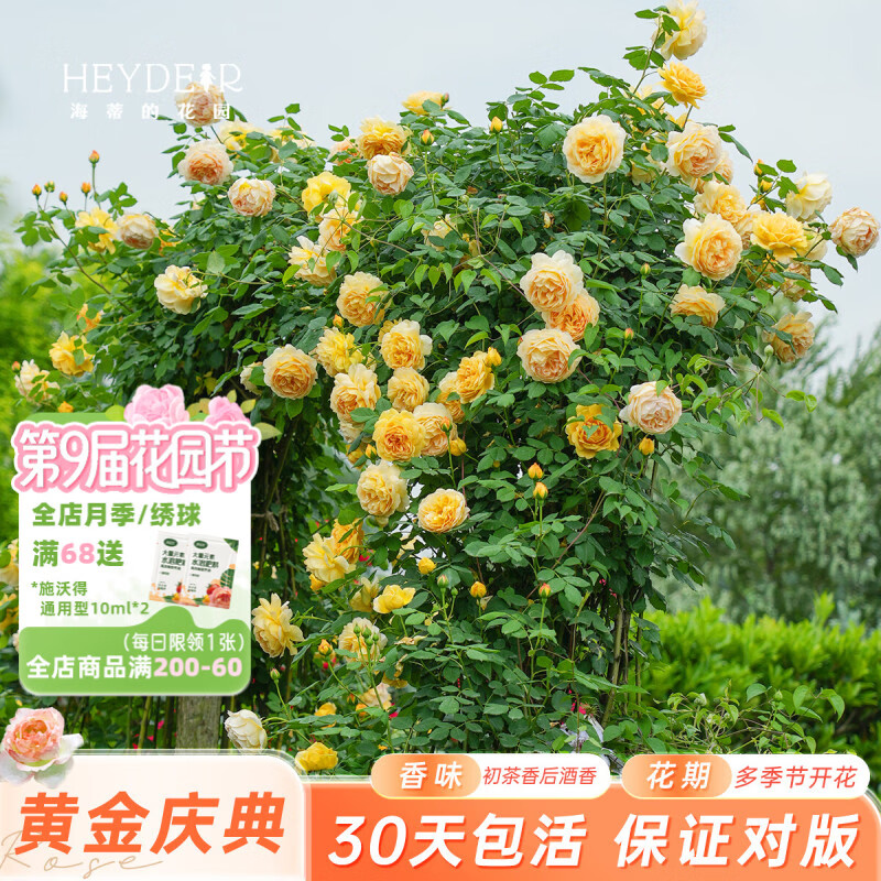 ���ٵĻ�԰��ɳ��ʯ�¼������ʻ�������̨ͥԺ��ǽ�ٱ�����ֲ�ﻨ���¼�С�� �ƽ����15cm�衾��֦��ѿ�� ���� 19.8Ԫ