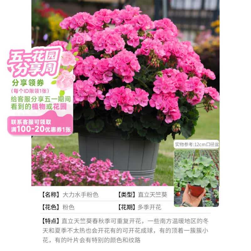 海蒂的花园旗舰店天竺葵盆栽小苗阳台耐阴花卉绿植多季节开花植物绿植正版 直立天竺葵大力水手粉色12