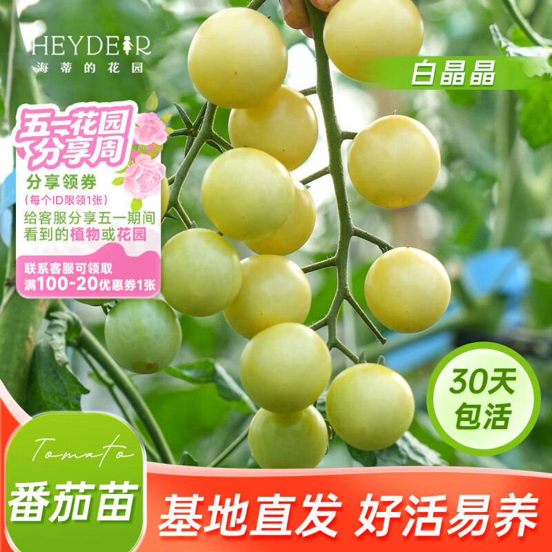 海蒂的花园旗舰店草莓苗水果番茄苗盆栽秧苗家庭阳台果蔬苗可食用小西红柿苗 番茄白晶晶12cm盆