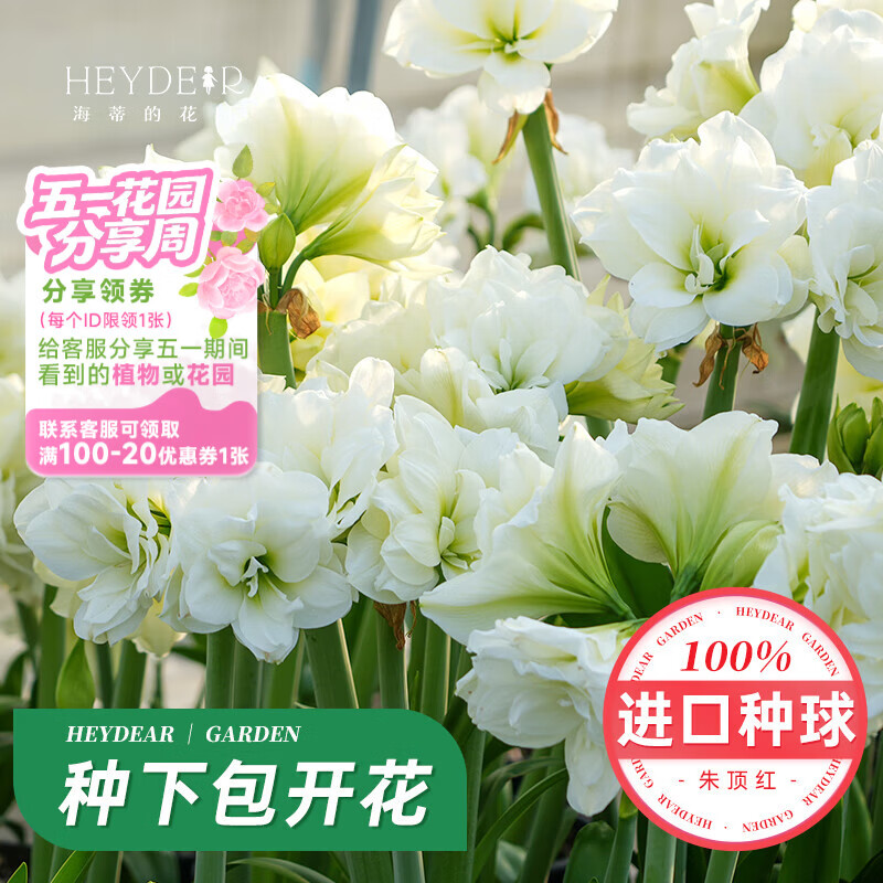 海蒂的花园秘鲁朱顶红进口重瓣种球室内阳台球根花卉植物源头直发包对版种球 南非朱顶红阿弗雷20/22 12+