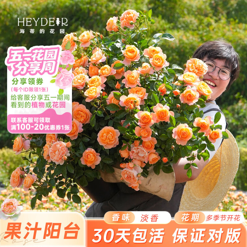 海蒂的花园旗舰店月季花卉盆栽小苗灌木蔷薇阳台观赏南北方四季可种原盆原土 果汁阳台15cm盆 含盆