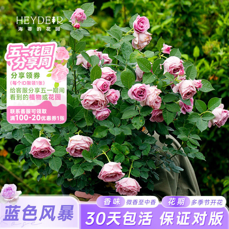 海蒂的花园旗舰店蓝色风暴月季花卉盆栽阳台庭院开花月季苗多季开花正版月季 月季蓝色风暴15cm盆 含盆