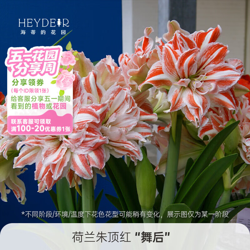 海蒂的花园荷兰朱顶红种球进口重瓣带花苞室内客厅花卉绿植春季开花植物对版 荷兰朱顶红舞后28/30 其他