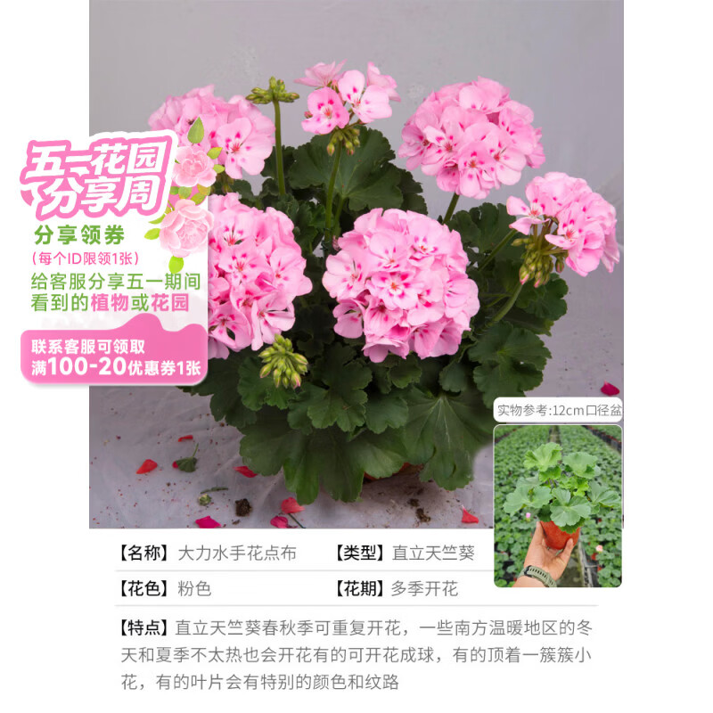 海蒂的花园旗舰店天竺葵盆栽小苗阳台耐阴花卉绿植多季节开花植物绿植正版 直立天竺葵大力水手花点布12