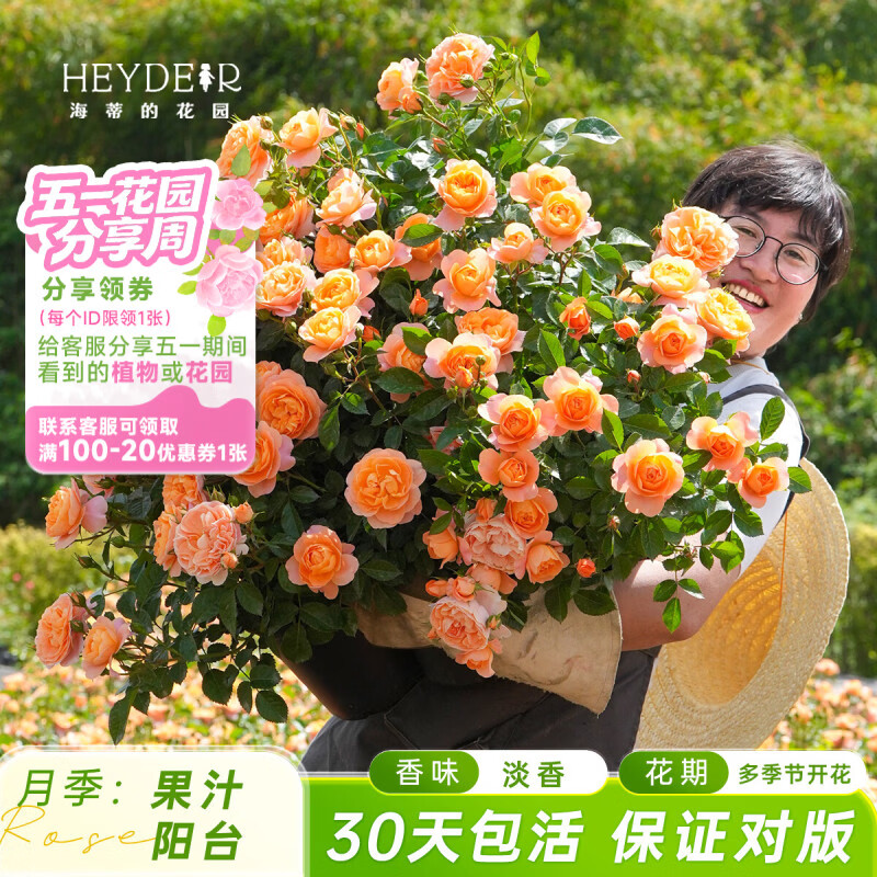 海蒂的花园旗舰店蓝色风暴月季花卉盆栽阳台庭院开花月季苗多季开花正版月季 果汁阳台15cm盆 含盆