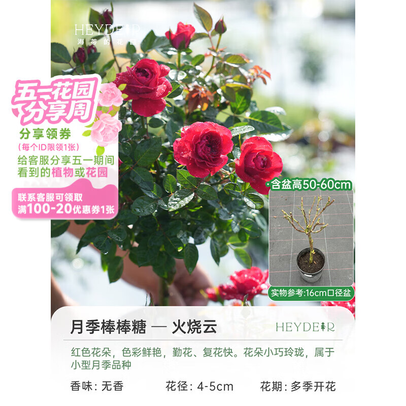 海蒂的花园旗舰店蓝色风暴月季花卉盆栽阳台庭院开花月季苗多季开花正版月季 棒棒糖月季火烧云16cm盆 含盆